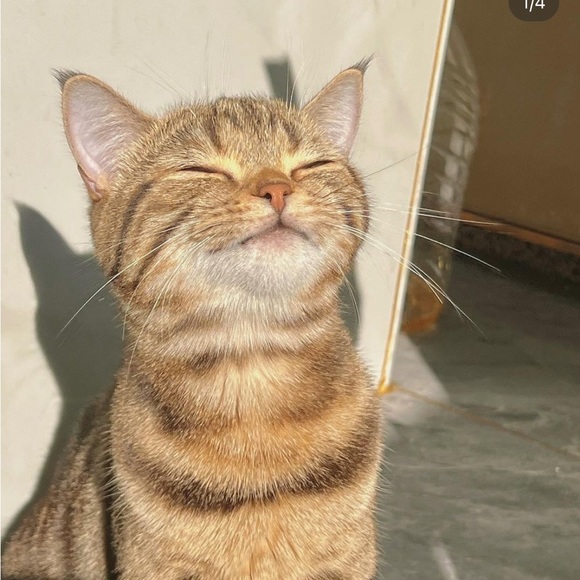 Meet your Posher, Yuvia - Picture 1 of 1